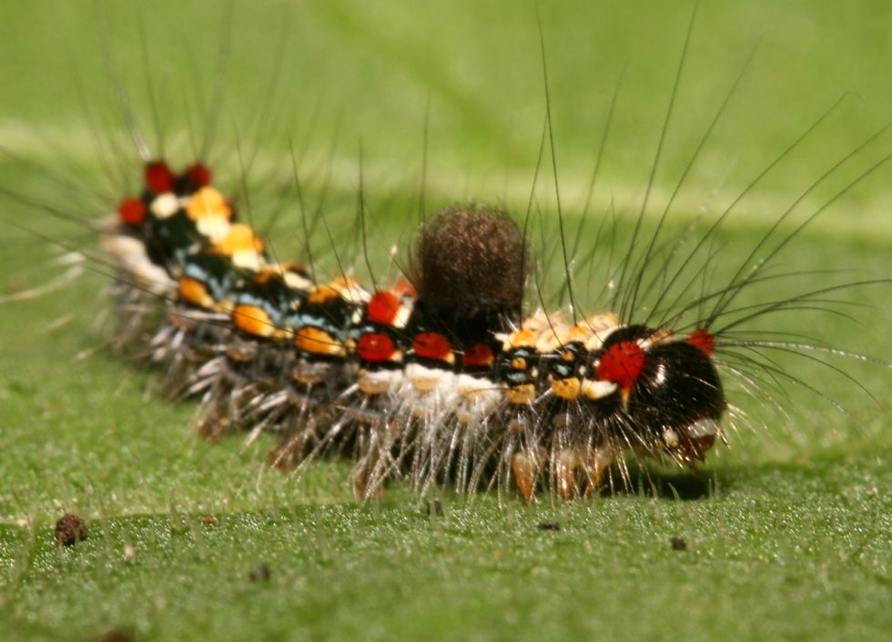 Caterpillar