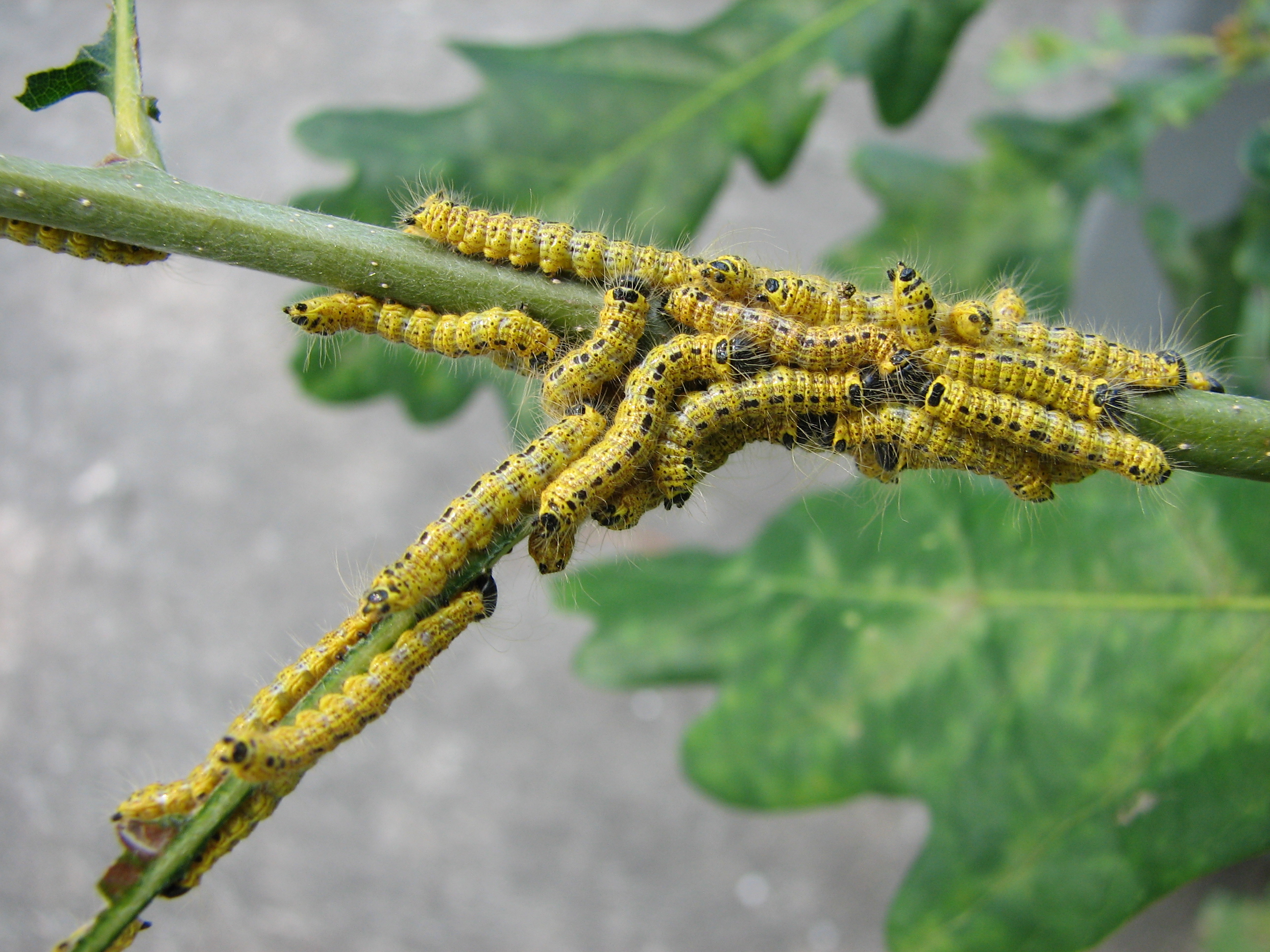 Caterpillar