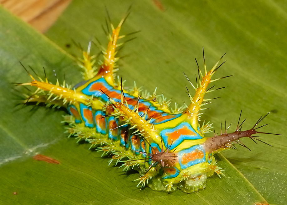 Caterpillar