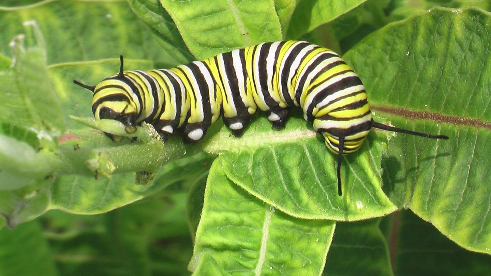 Caterpillar