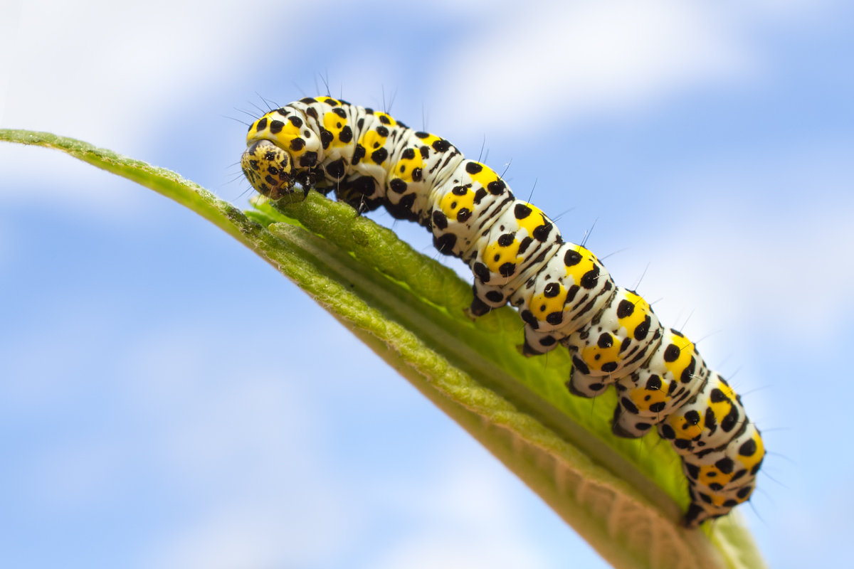 Caterpillar