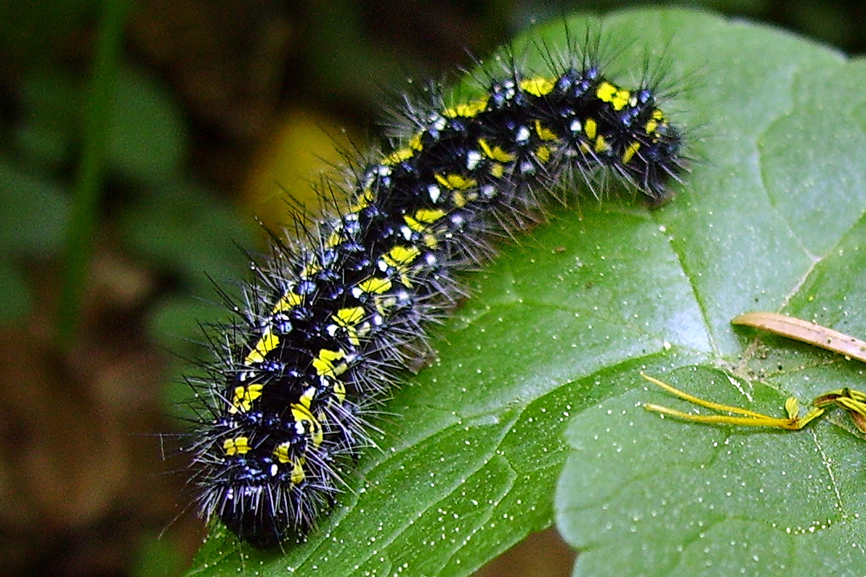 Caterpillar