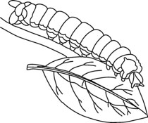 Caterpillar Clipart Black And White