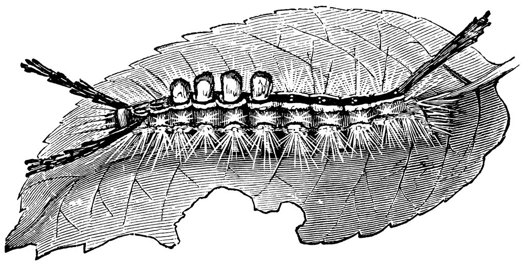 Caterpillar Clipart Black And White