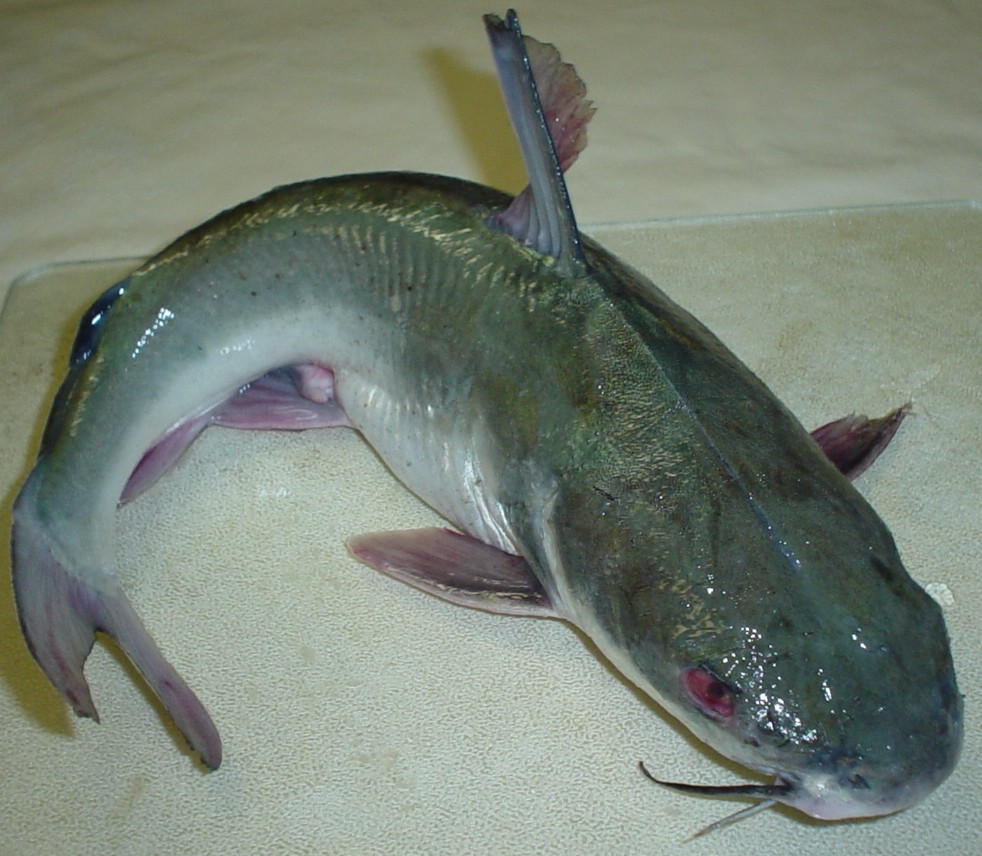 Catfish