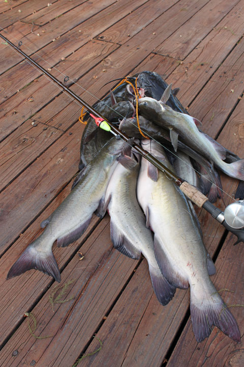 Catfish Rigs For Bank Fishing