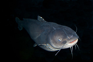 Catfish Rigs For Bank Fishing