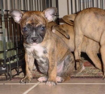 Chihuahua English Bulldog Mix Puppies