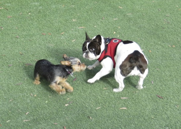 Chihuahua English Bulldog Mix Puppies