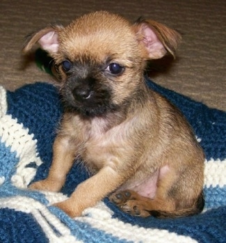 Chihuahua English Bulldog Mix Puppies