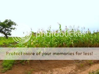 Children Of The Corn 2009 Fertilization