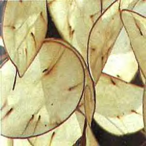 Chinese Money Plant Seeds