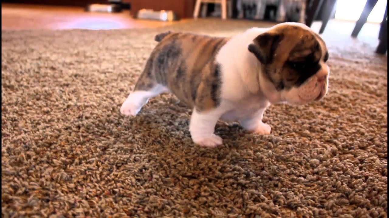 Chubby English Bulldog Puppies Wallpaper