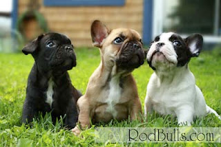 Chubby English Bulldog Puppies Wallpaper