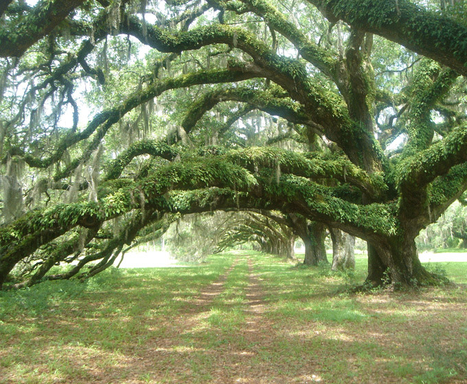 College Of Charleston Campus