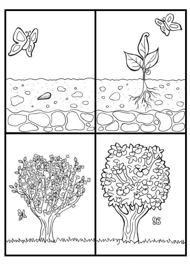 Coloring Pages Apple Tree