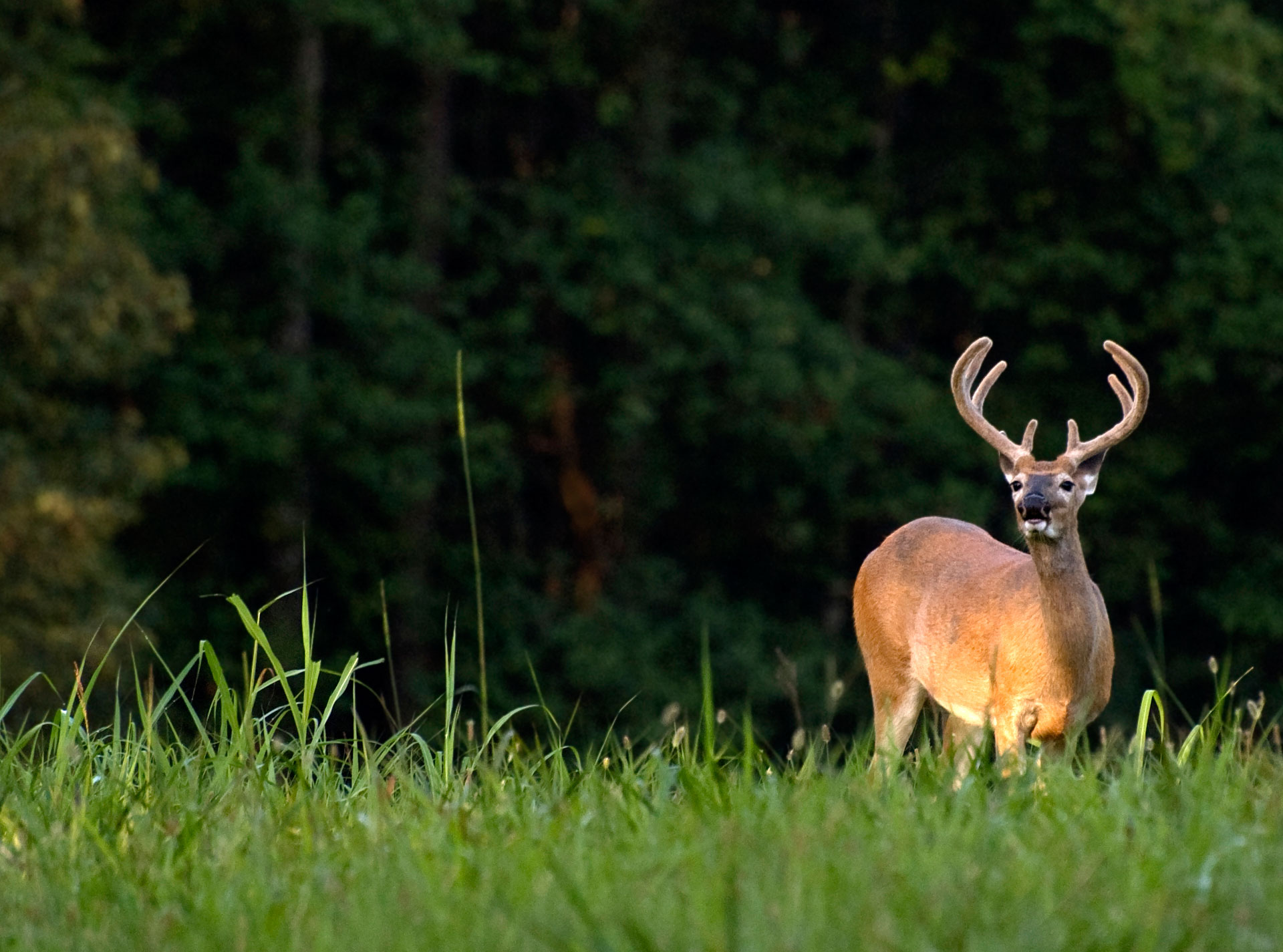 Cool Deer Hunting Backgrounds