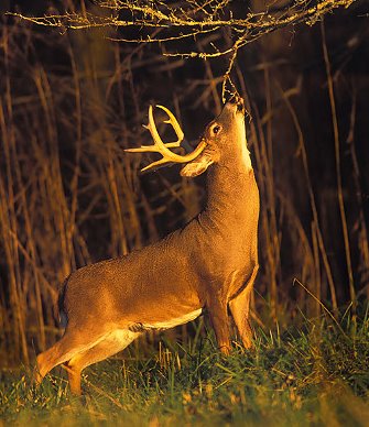 Cool Deer Hunting Backgrounds