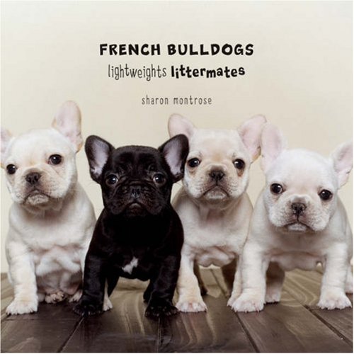 Cute French Bulldog Pictures