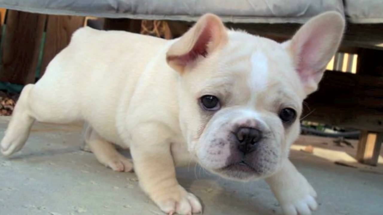 Cute French Bulldog Pictures