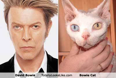 David Bowie Eyes