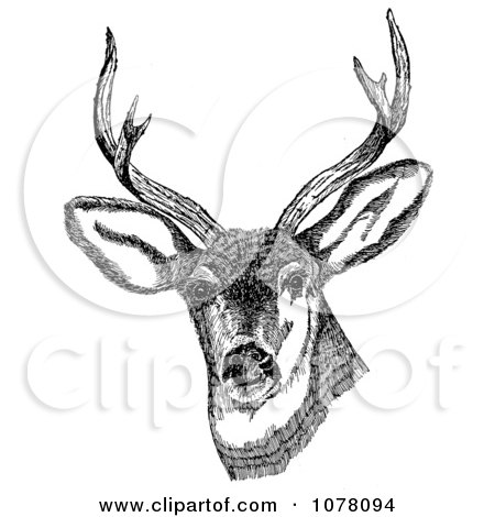 Deer Antlers Clipart