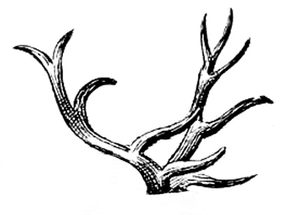 Deer Antlers Clipart