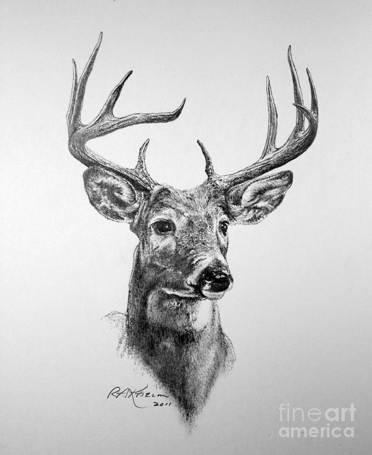 Deer Antlers Drawing