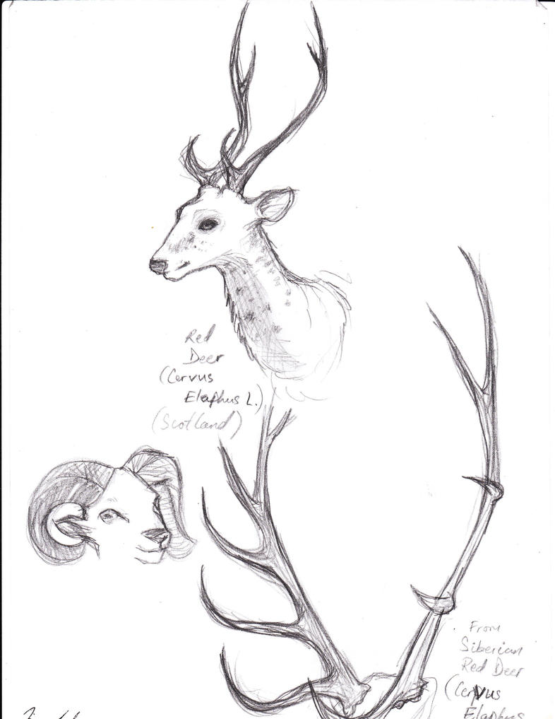 Deer Antlers Drawing