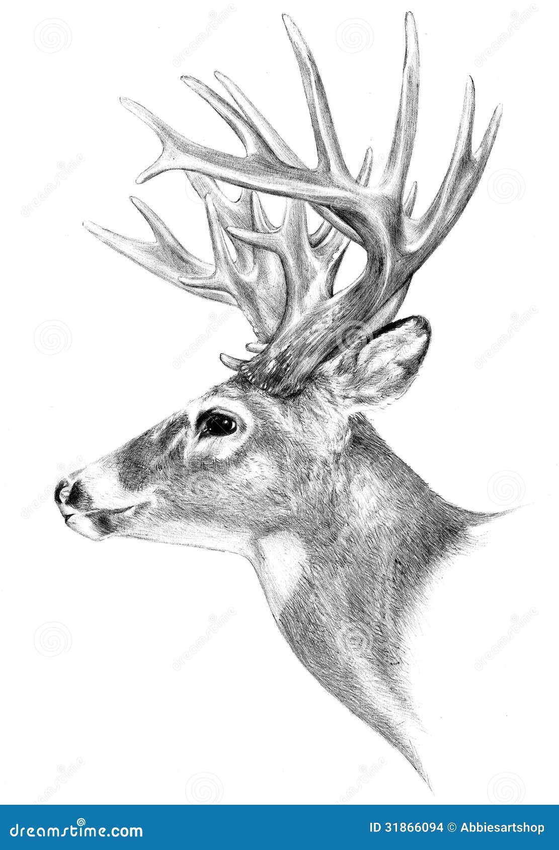 Deer Antlers Drawing