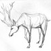 Deer Antlers Drawing