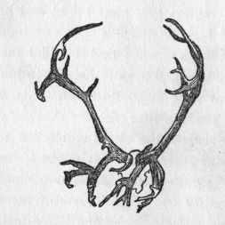 Deer Antlers Drawing