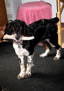 Deer Antlers For Dogs