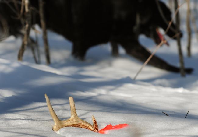 Deer Antlers For Dogs