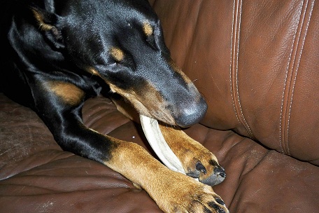 Deer Antlers For Dogs Reviews