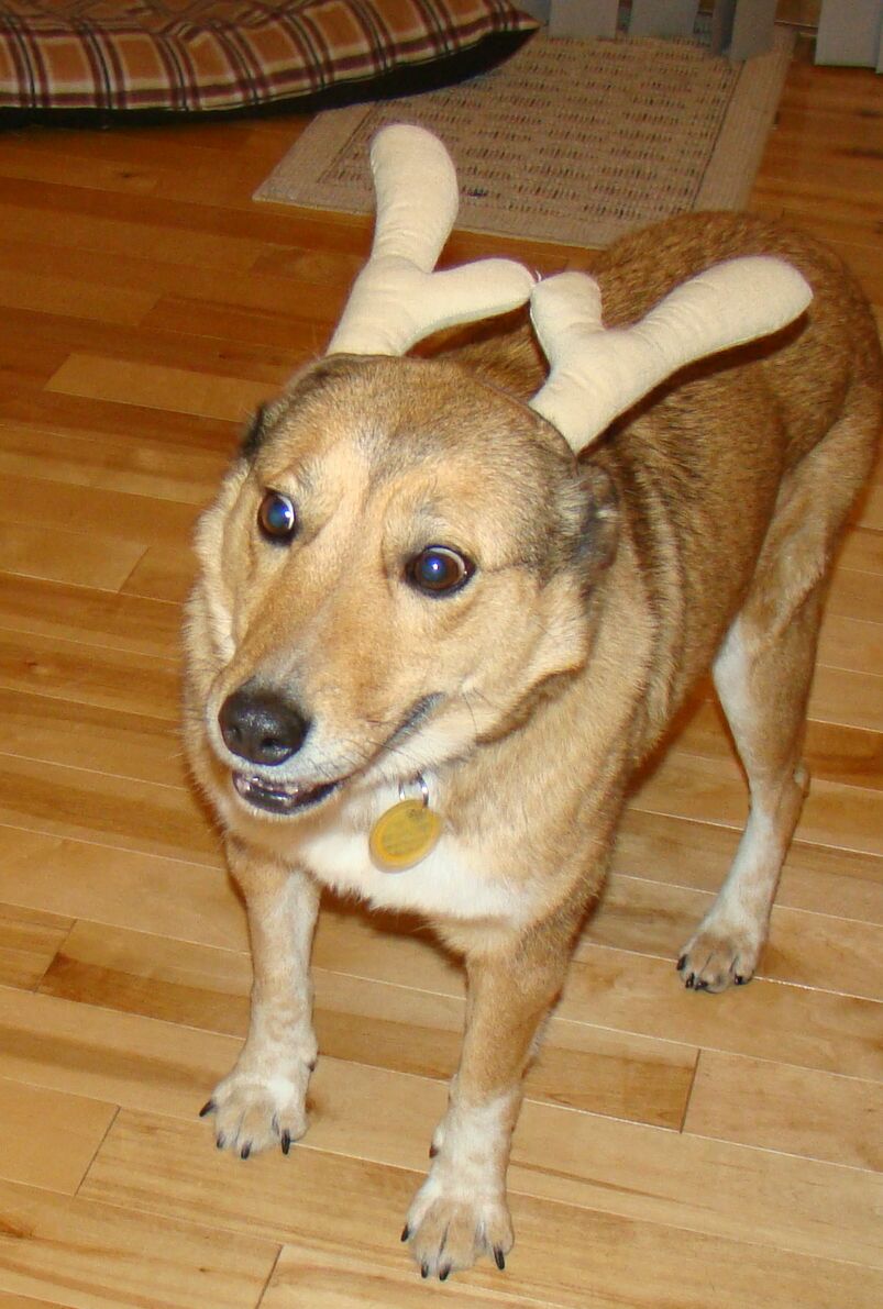 Deer Antlers For Dogs Safe