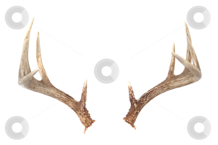 Deer Antlers Logo