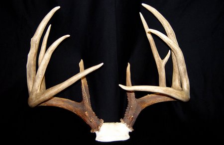 Deer Antlers Logo