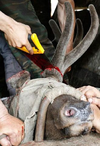 Deer Antlers Stuck Together