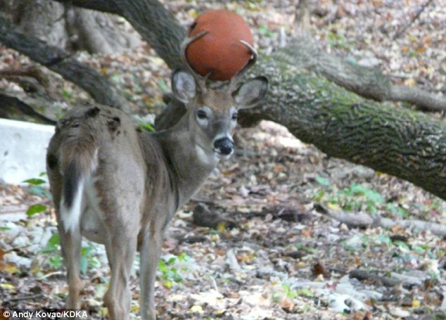 Deer Antlers Stuck Together