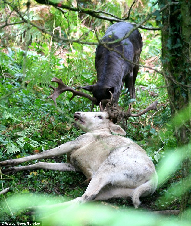 Deer Antlers Stuck Together