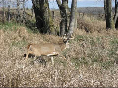 Deer Antlers Stuck Together