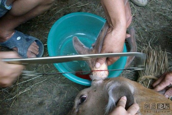 Deer Antlers Stuck Together