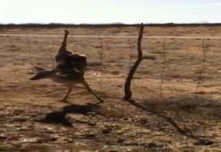 Deer Antlers Stuck Together