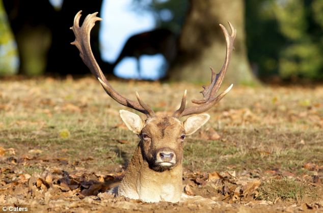 Deer Antlers Stuck Together