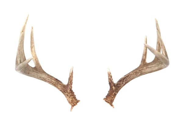 Deer Antlers Vector