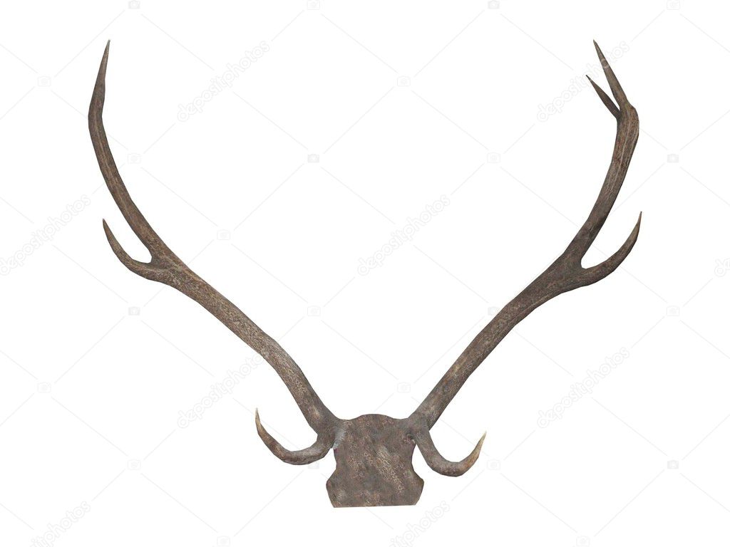 Deer Antlers Vector