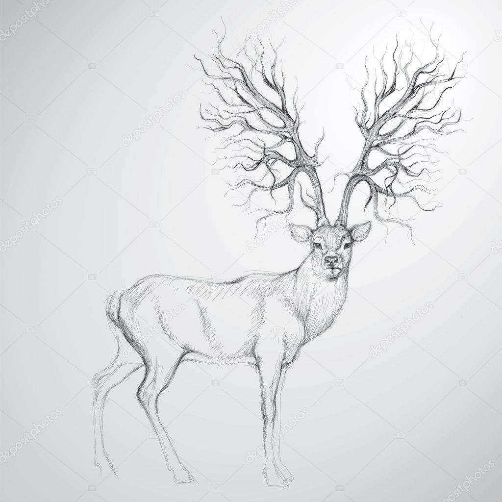 Deer Antlers Vector