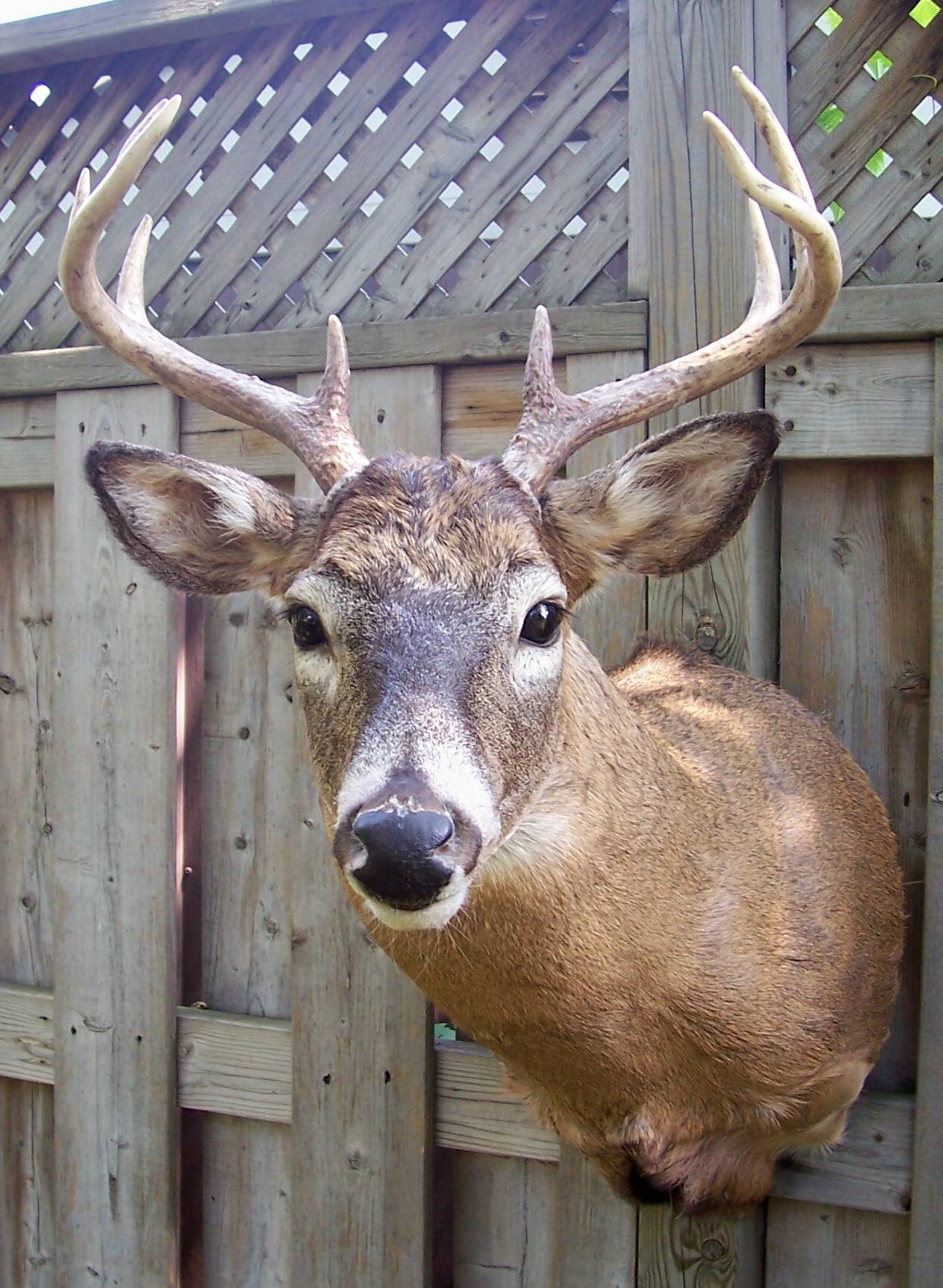 Deer Head