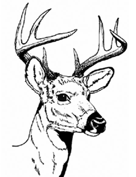 Deer Head